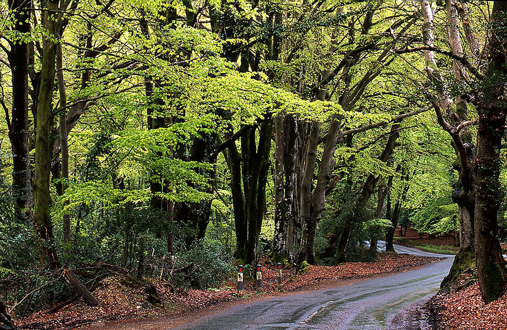 Spring Road through Bramshaw Wood